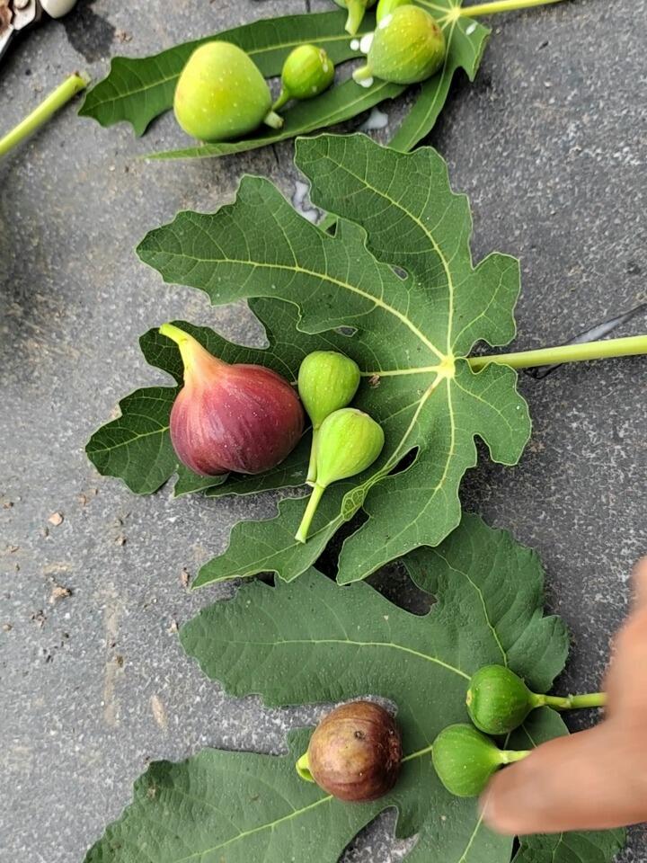 几种常见无花果