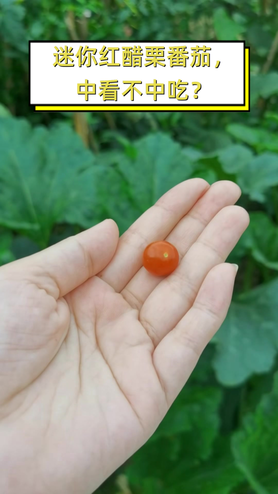 迷你红醋栗番茄,中看不中吃?