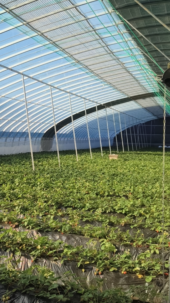 蔬菜大棚造价多少钱一平方(现代蔬菜大棚造价每平方多少钱)