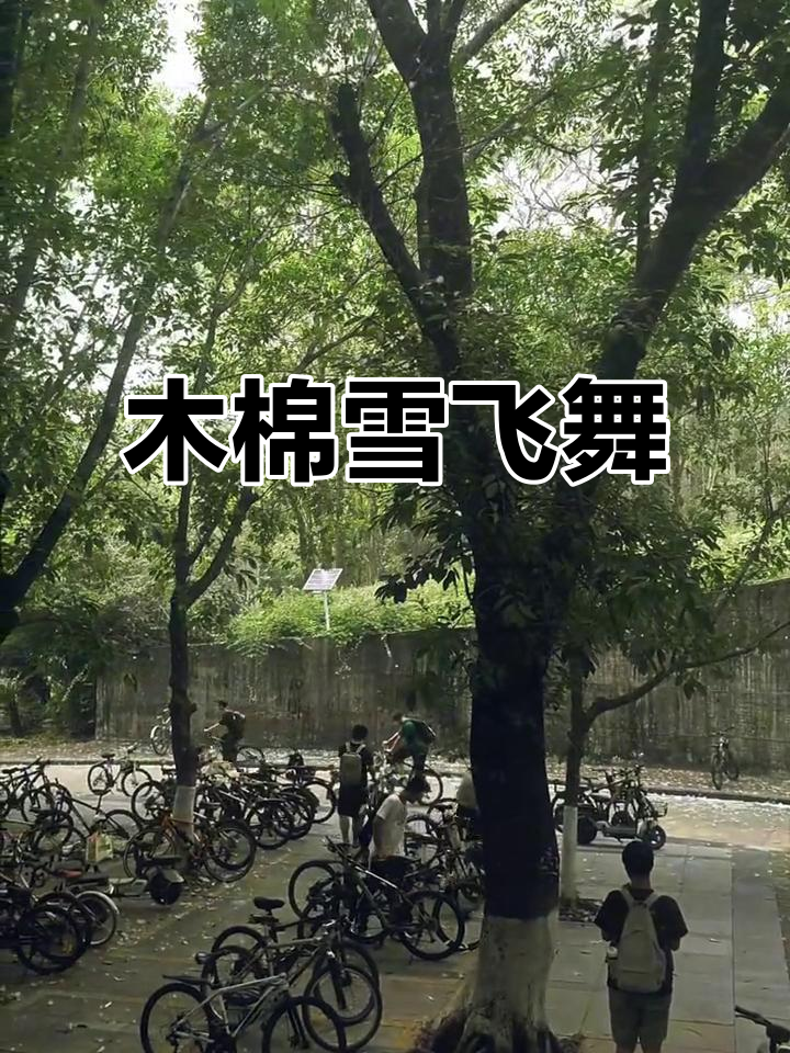 广东木棉花絮飘飞,像雪花一样美丽