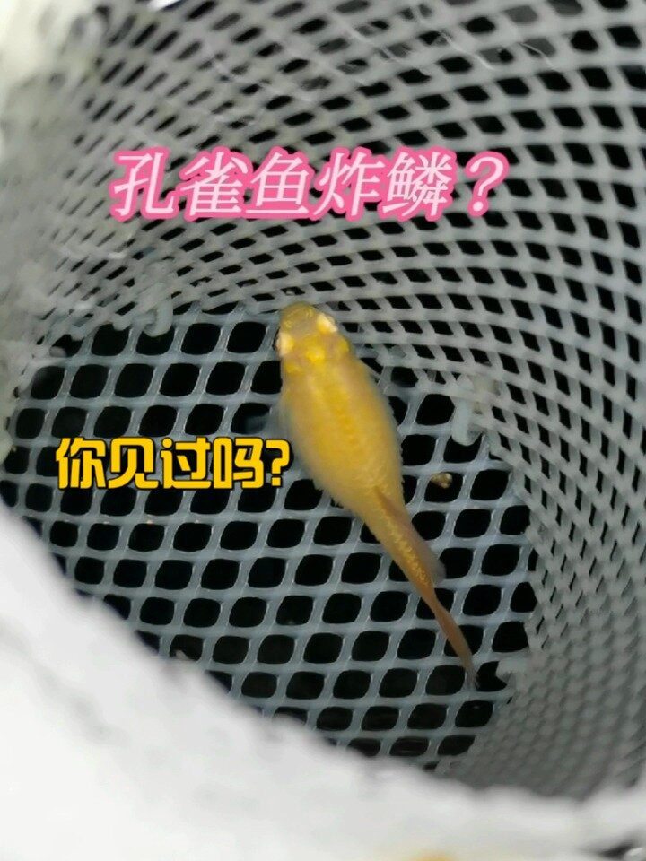 孔雀鱼常见病～炸鳞