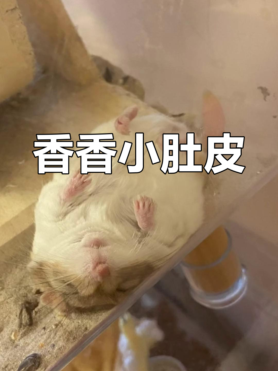 小猪大肠妹妹的可爱肚皮,睡觉时太萌了!