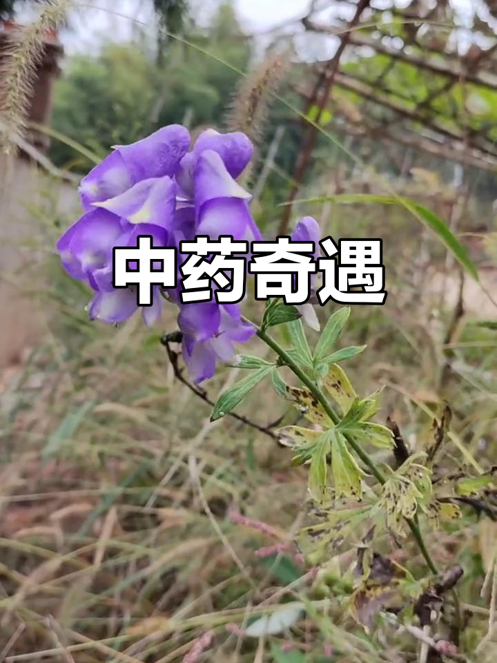 草乌花开,山中偶遇,毒性虽强,却是珍贵药材
