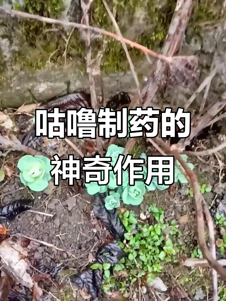 咕噜子药:打不死,闲时栽着忙时用
