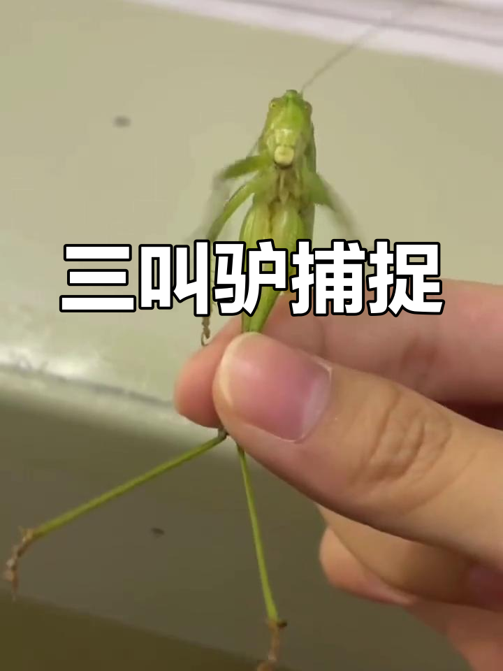 驴为什么叫卫百科在线 驴为什么叫卫百科在线