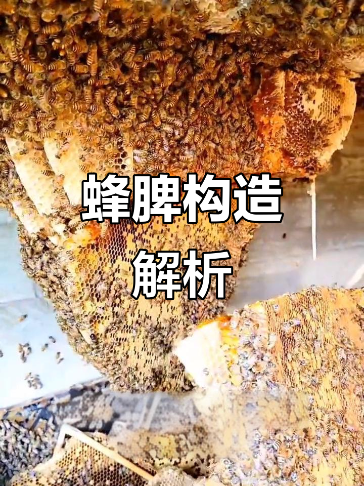 蜂脾结构揭秘:蜂蜜,蛹与花粉各居其位