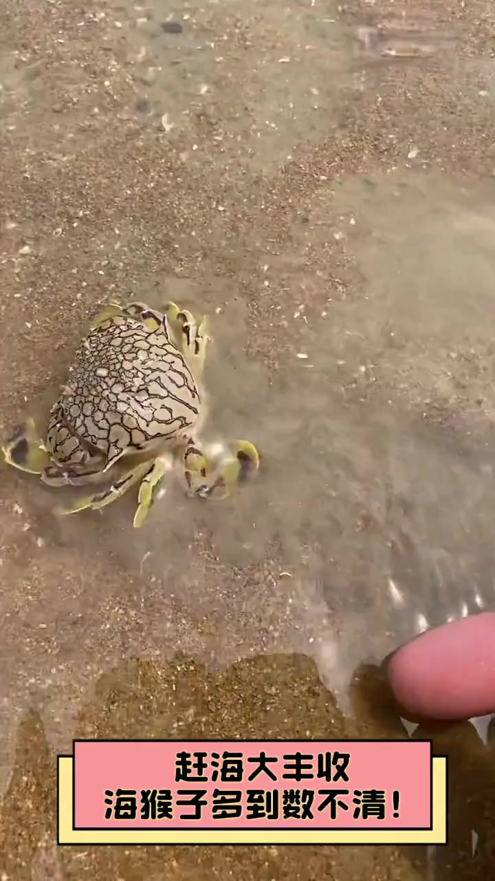 赶海大丰收,海猴子多到数不清!