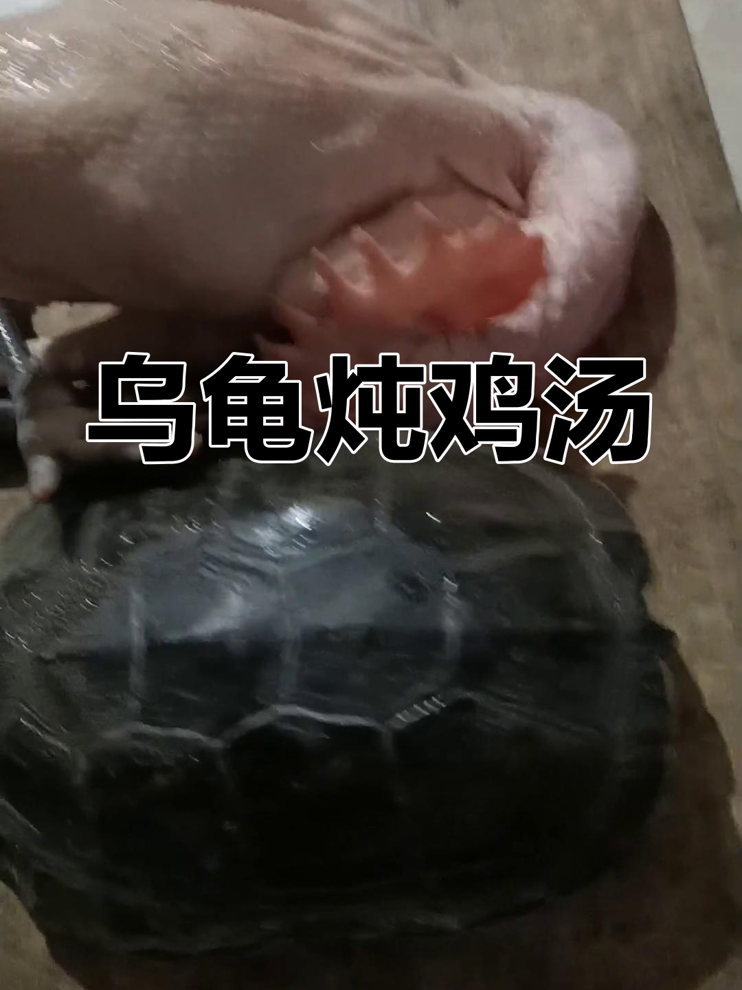 乌龟煲鸡