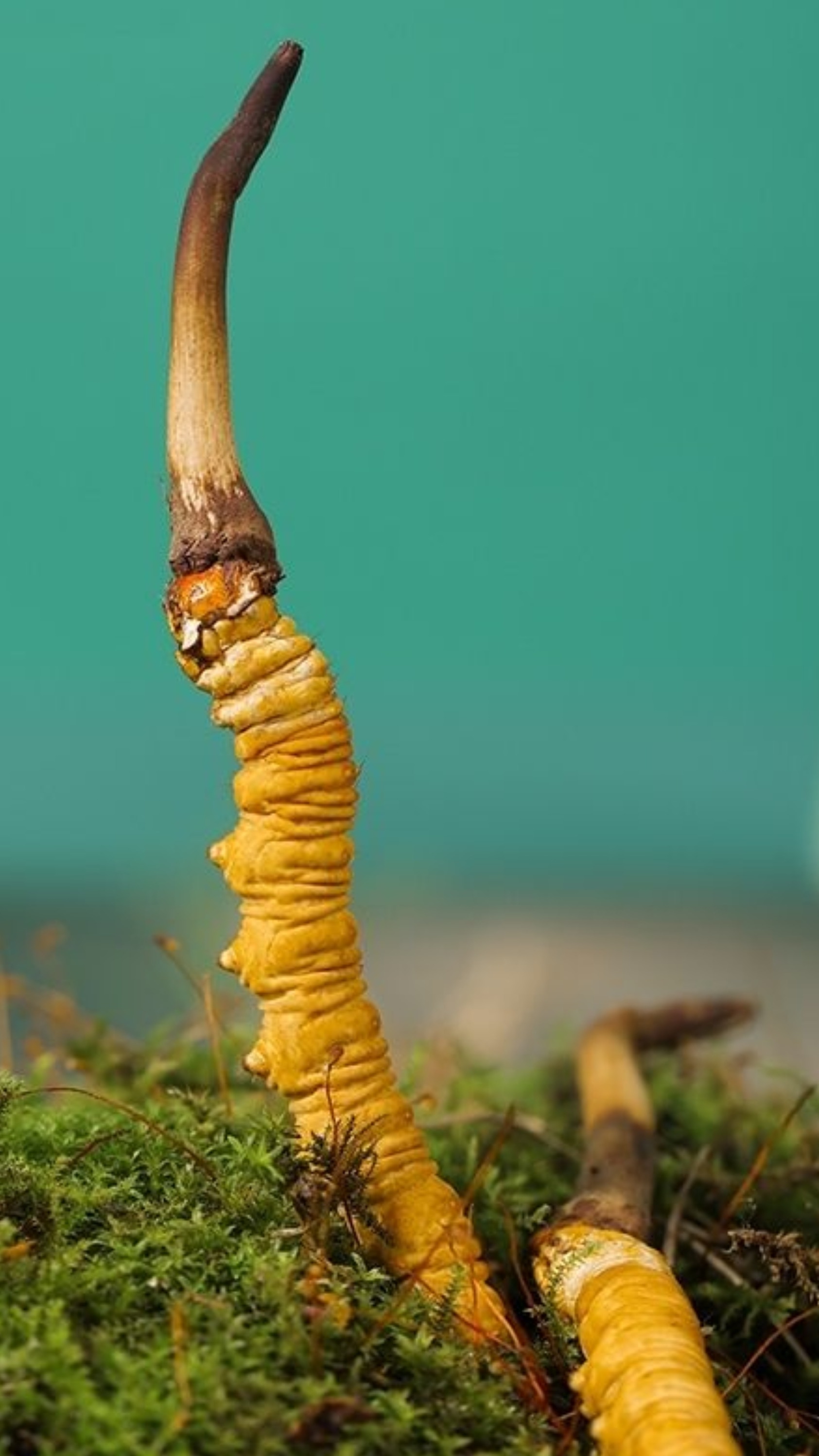 2024冬虫夏草鲜虫草传统手工刷土非水洗产地直发品质保证