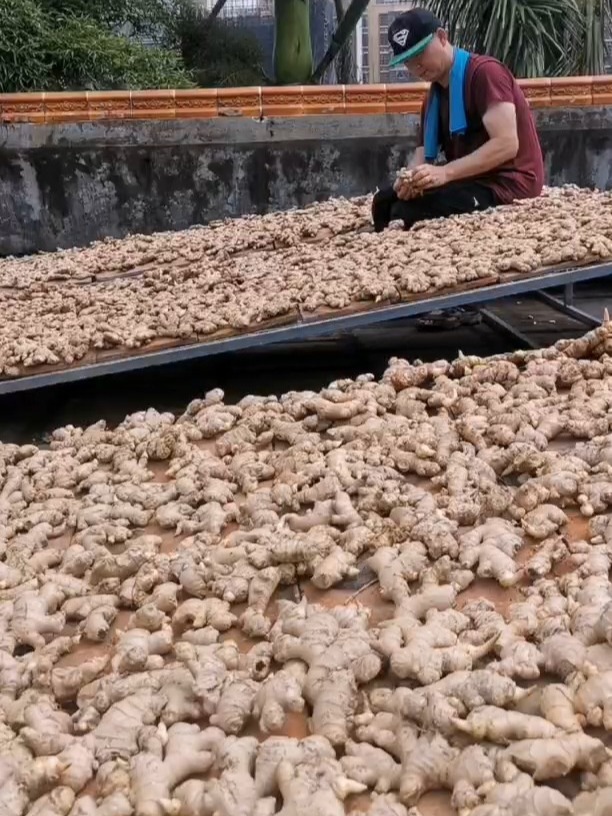 潮汕传统古法晒制百日姜,端午子时开晒