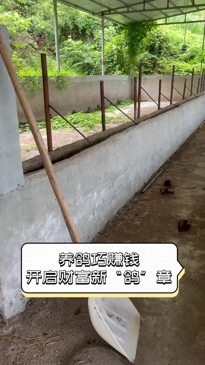 养鸽子挣钱吗图片