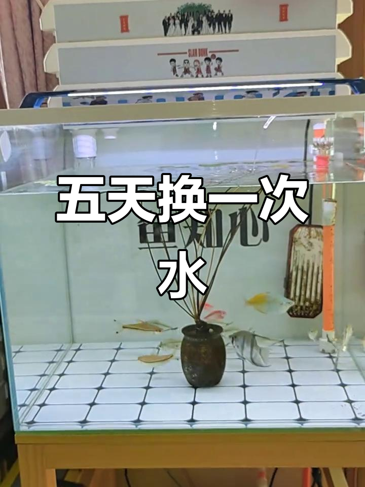 鱼缸换水技巧:五天一换,七天一换鱼
