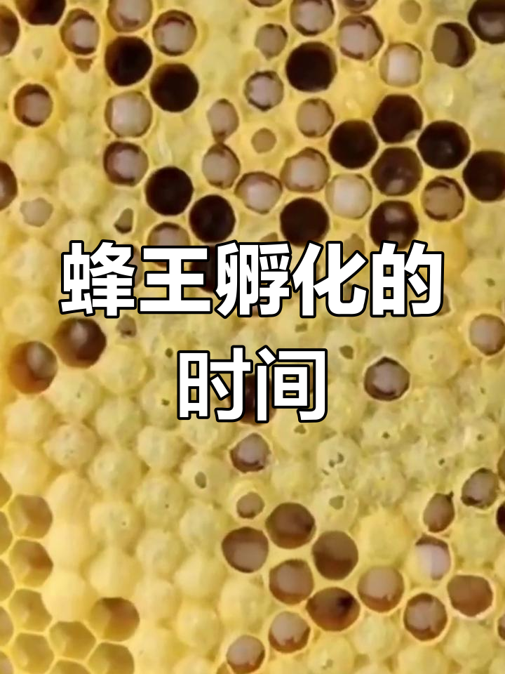 蜂王从王台中孵化需要多久?揭秘成长过程