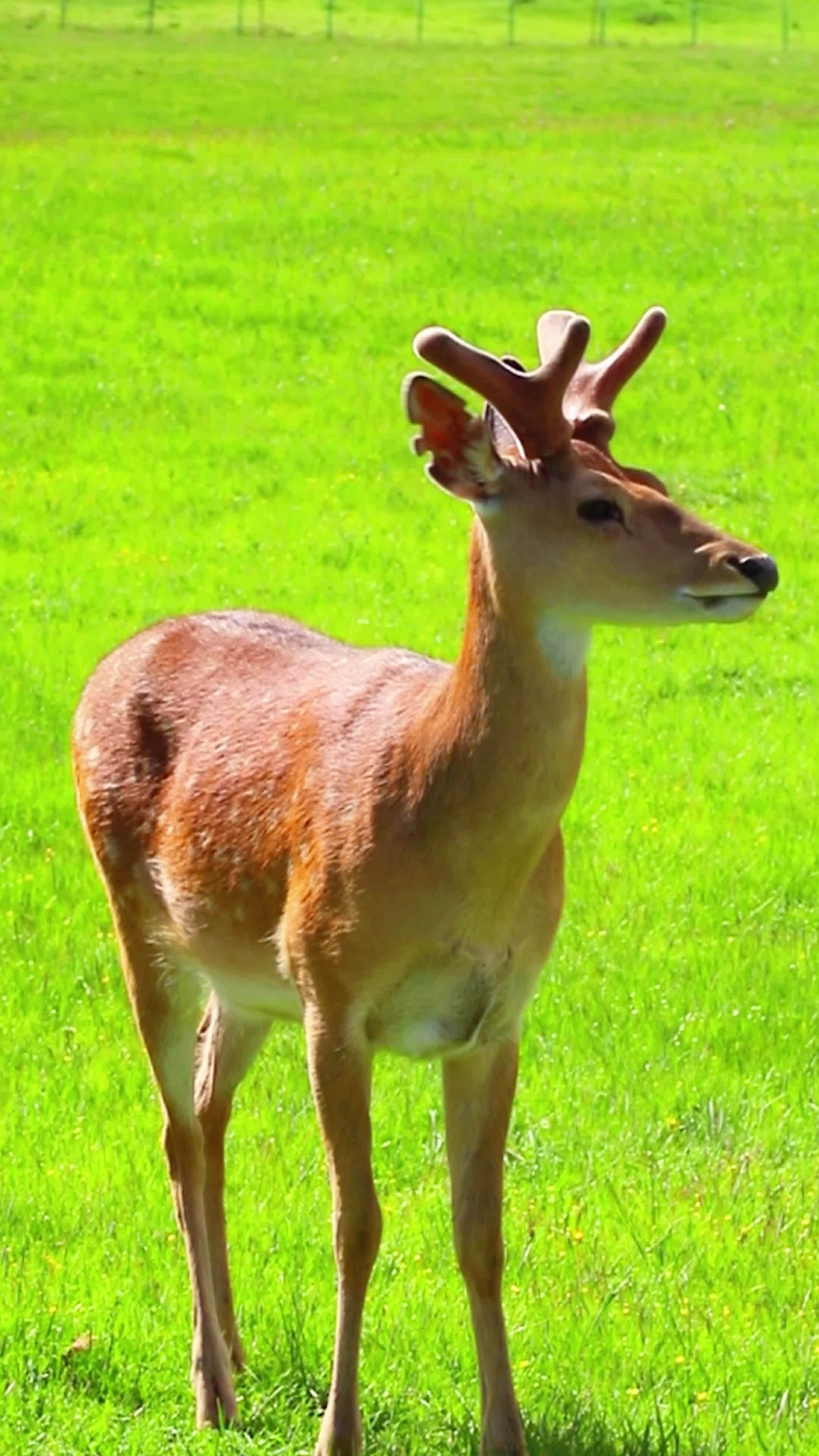 谁能拒绝一直可爱的小鹿呢 天境祁连 万物可爱 野生动物零距离 爱护大