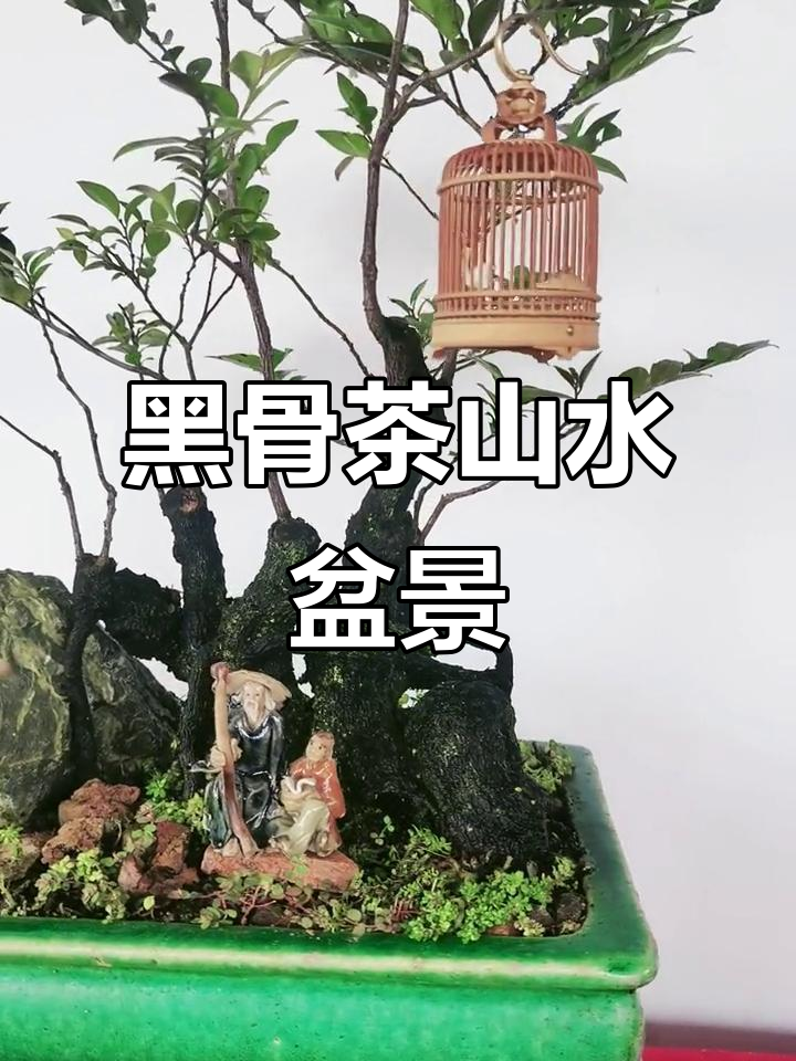 映山红园艺:黑骨茶山水小盆景,丛林之美尽显