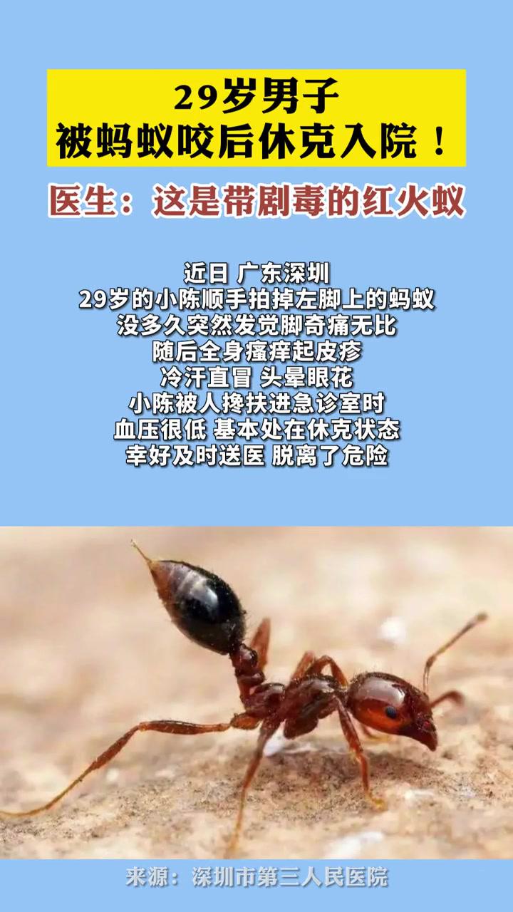 医生:这是带剧毒的红火蚁