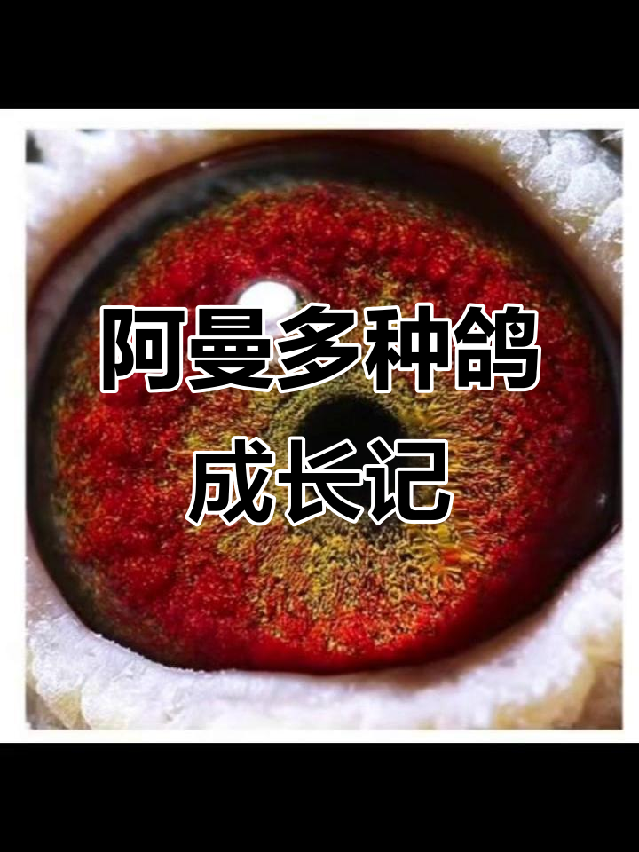 阿曼多雌种鸽的魅力与成长