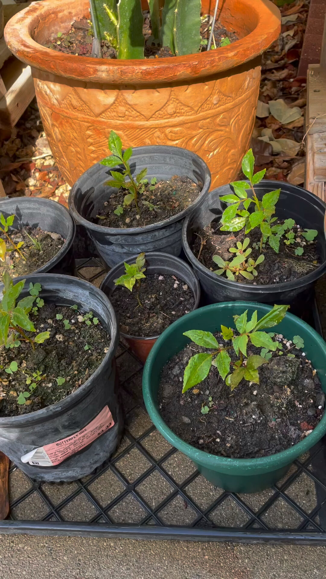 花椒苗培植图片