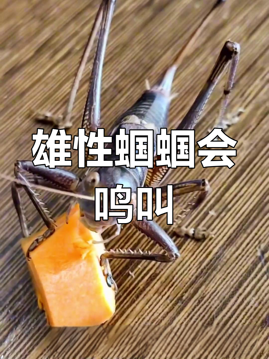 公蝈蝈翅膀长能叫,母蝈蝈产卵针更长
