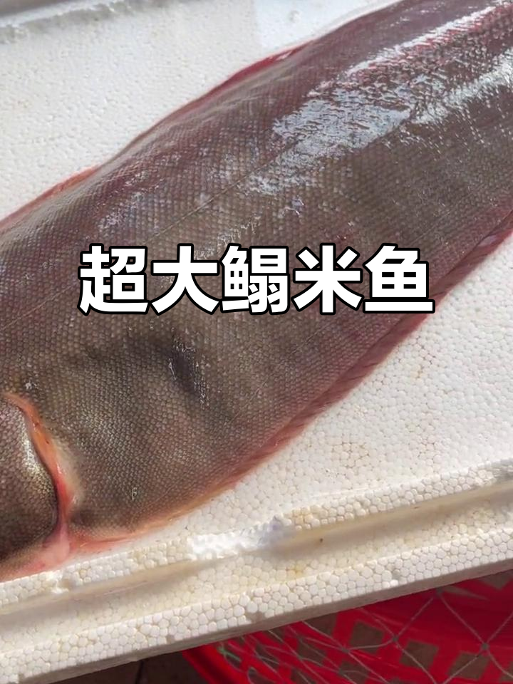 2.7斤超大鳎米鱼,80元一斤值不值?