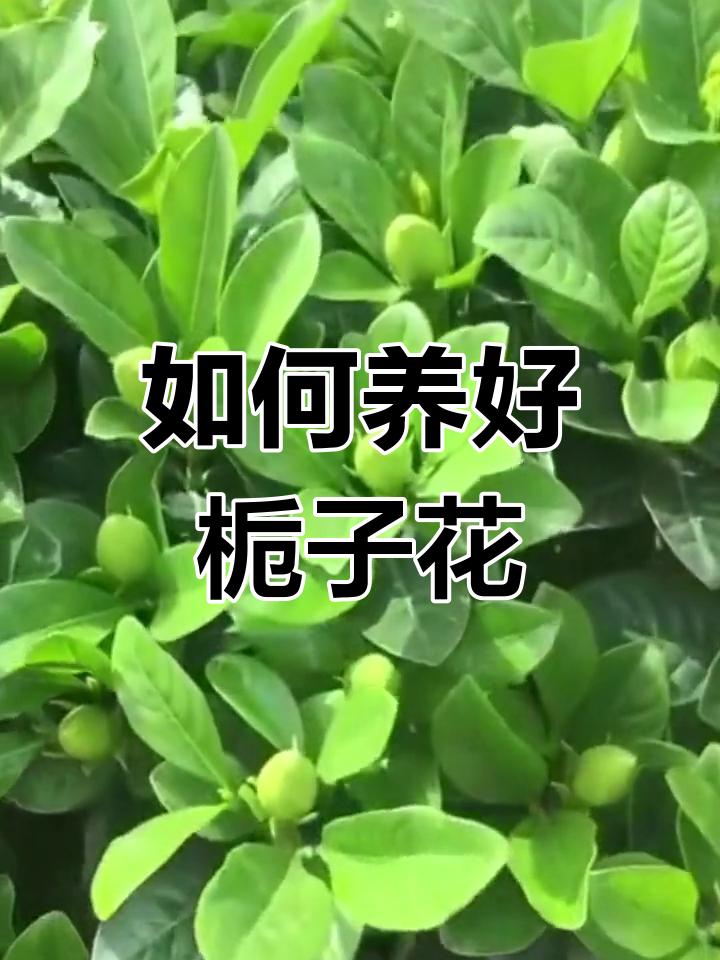 栀子花土壤配制图片