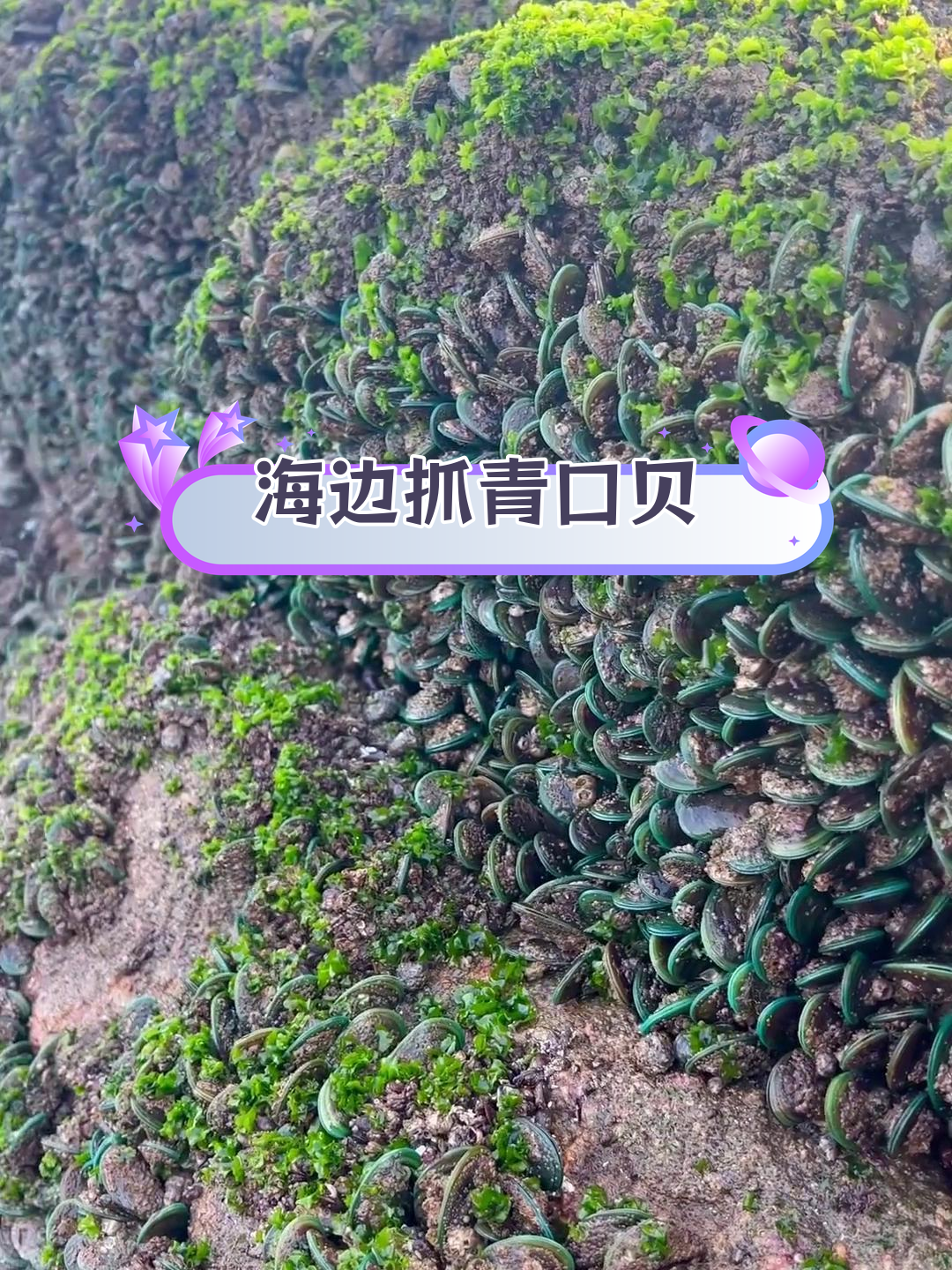 青口贝泛滥,海边乐趣无穷