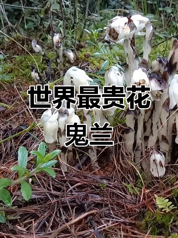 大唐宫粉兰花为什么贵百科在线