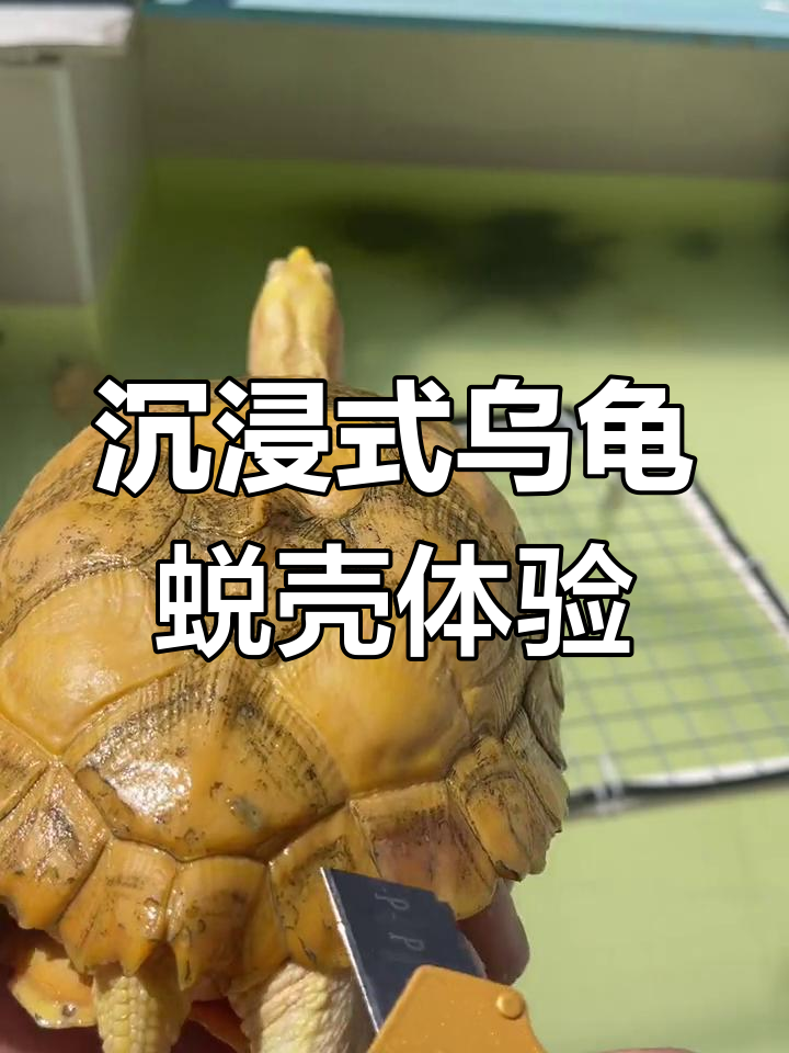 乌龟蜕壳全过程,解压又有趣!