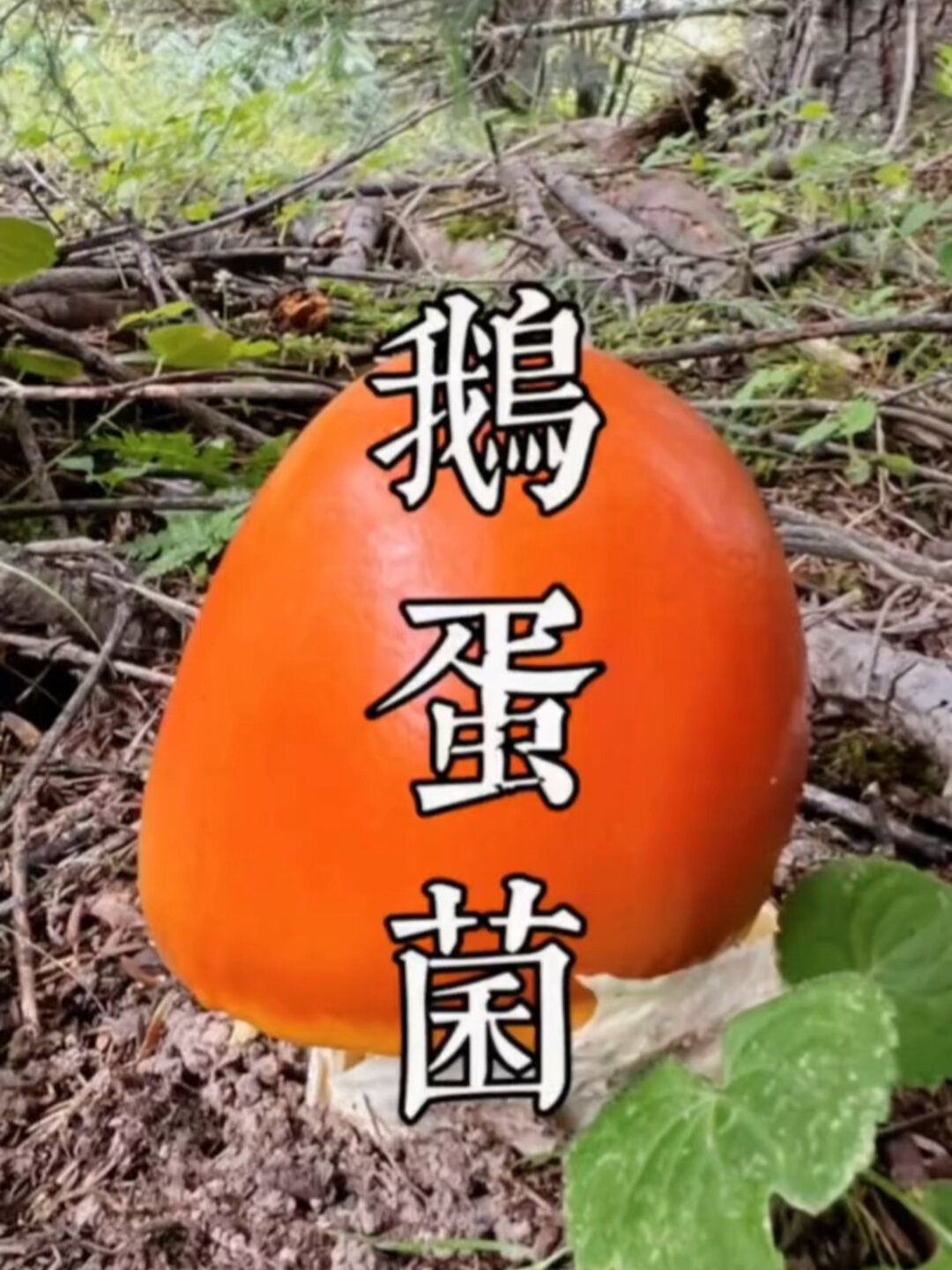 唔表,一起来沉浸式黄落伞(鹅蛋菌)