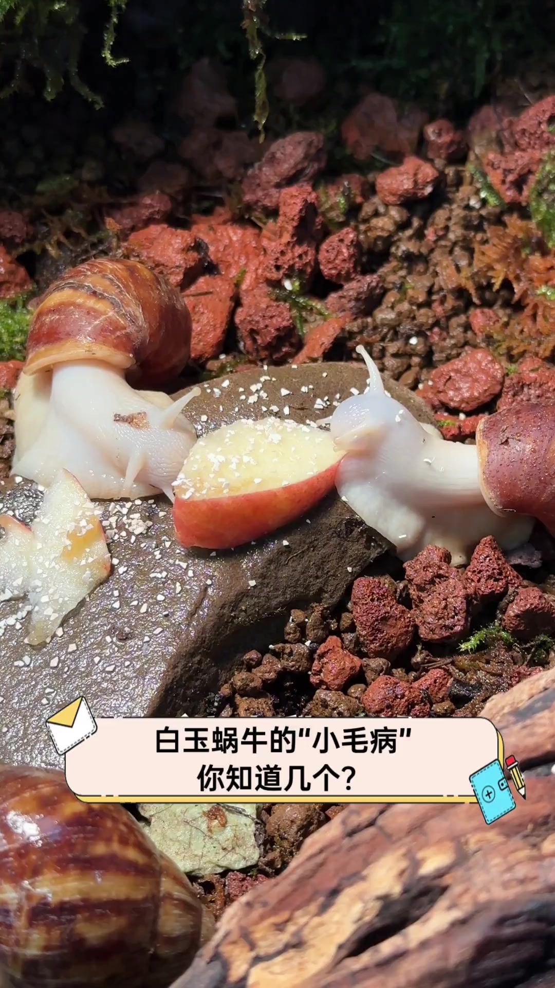 白玉蜗牛的"小毛病",你知道几个?