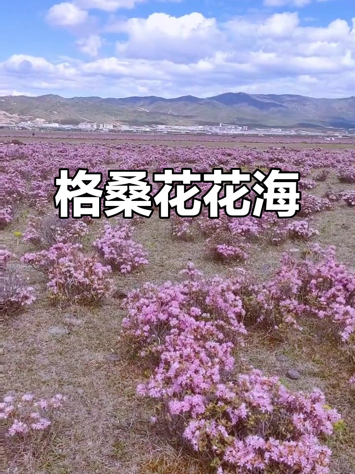 香格里拉花海美景,格桑花的魅力展示