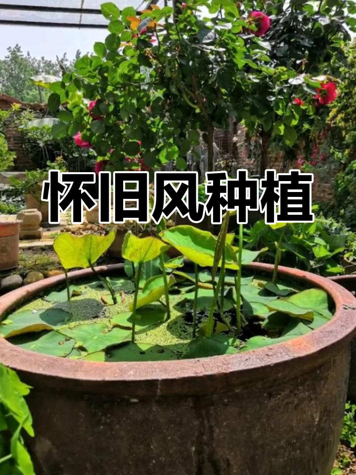 古朴水缸种花,怀旧风情满满,仿佛时光倒流