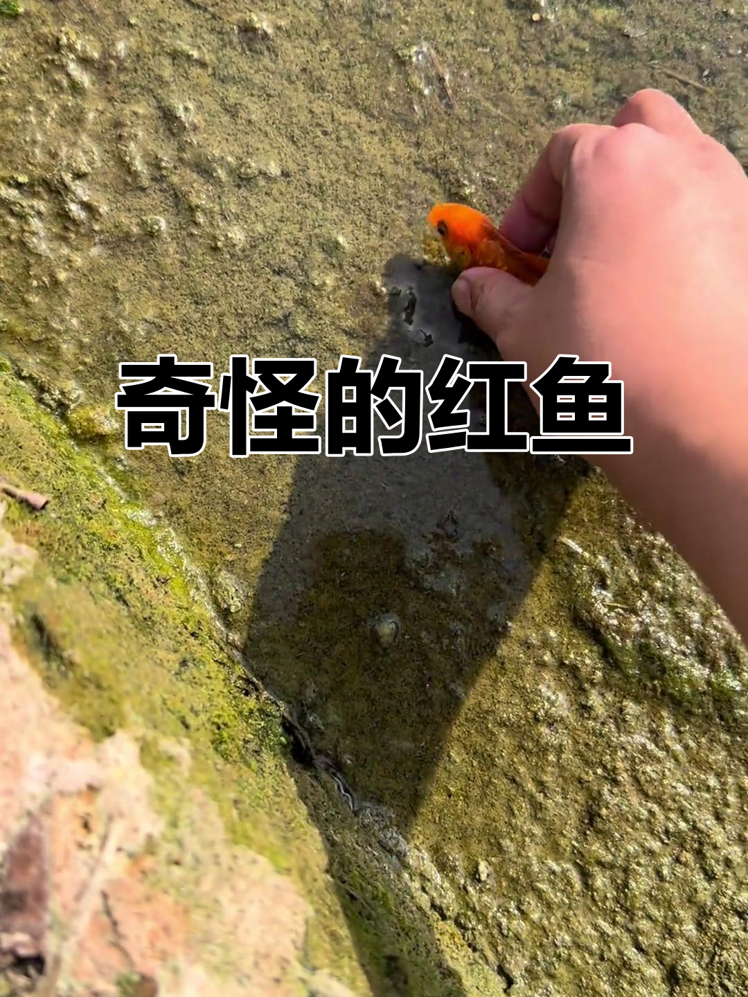 发现红色变异鱼儿,眼睛异常让人惊讶