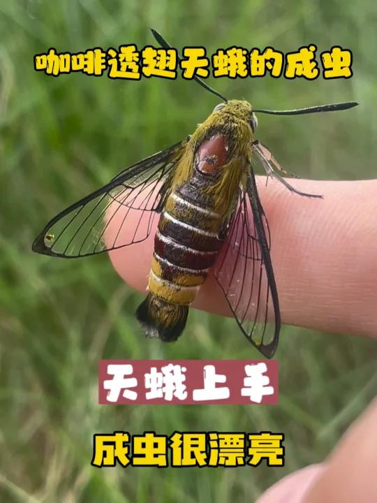 养过的咖啡透翅天蛾,从虫子化蛹再化蛾