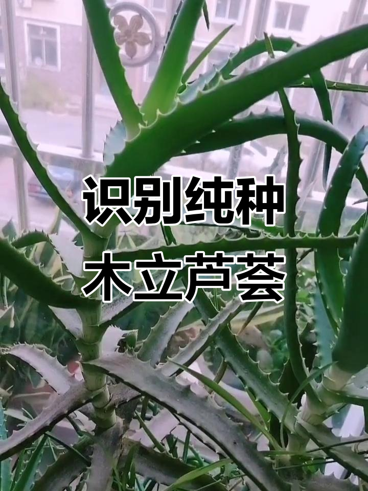 如何区分木立芦荟与普通品种?