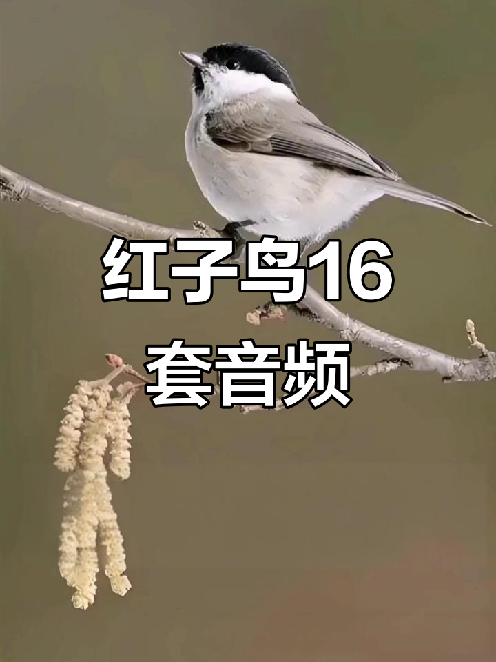 红子鸟16种叫声大集合,学会这些声音轻松辨别