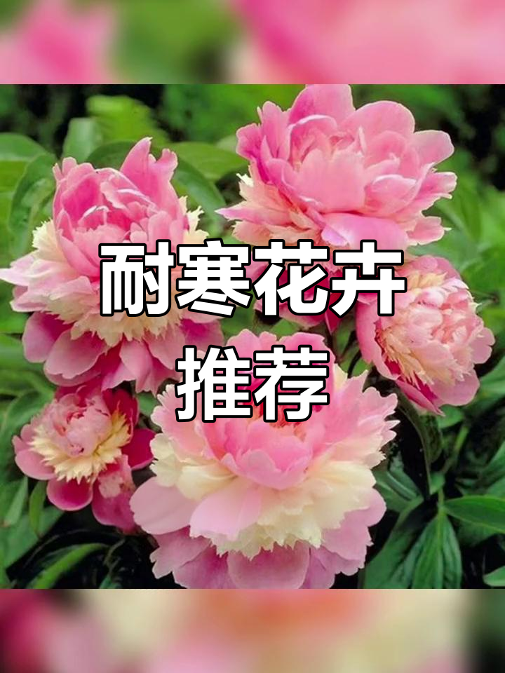 10种耐寒花卉,冬季也能顺利生长