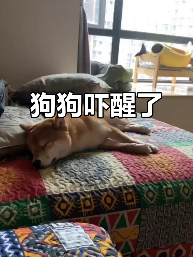 狗狗做噩梦被惊醒,表情超惊恐