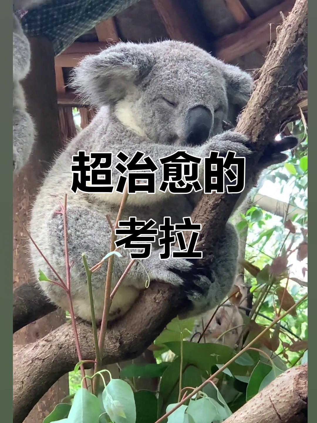考拉萌态百出,乖巧又可爱,简直让人无法抗拒