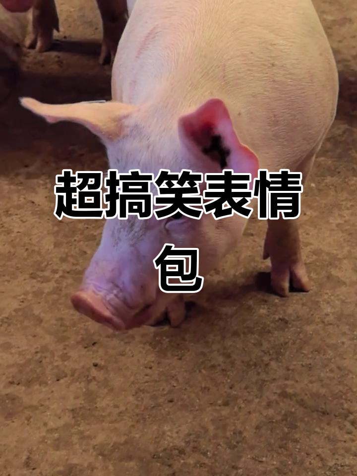 搞笑表情包大赏,笑到不行!