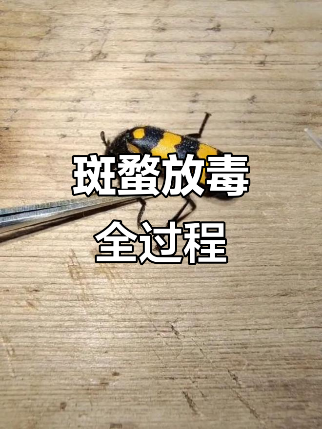 斑蝥如何分泌毒液?看它自卫的独特方式