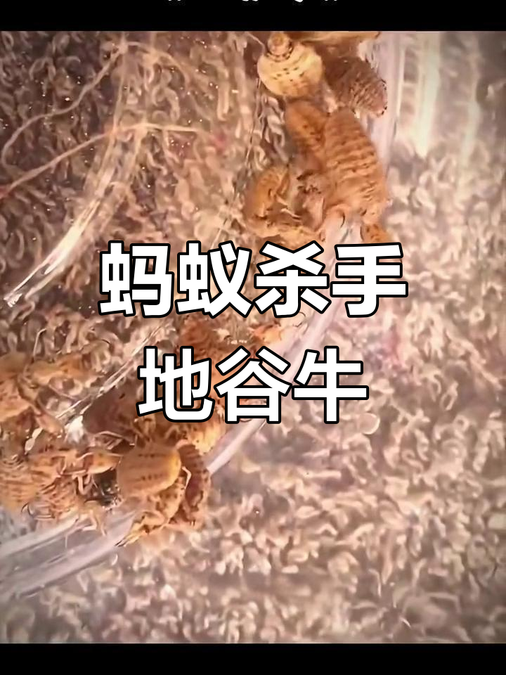 地牯牛:蚁蛉幼虫的惊人秘密,竟是土坑里的"软黄金"