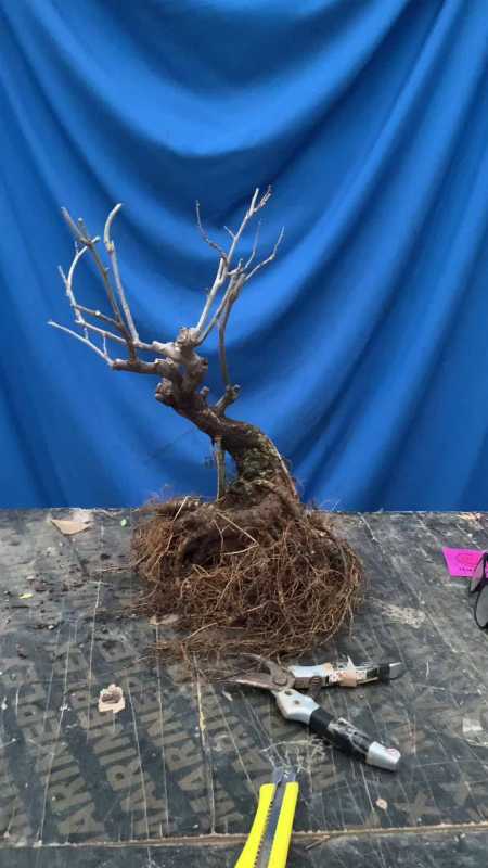 紫藤老桩发货啦 紫藤 紫藤盆景 紫藤老桩 日系紫藤盆景-度小视