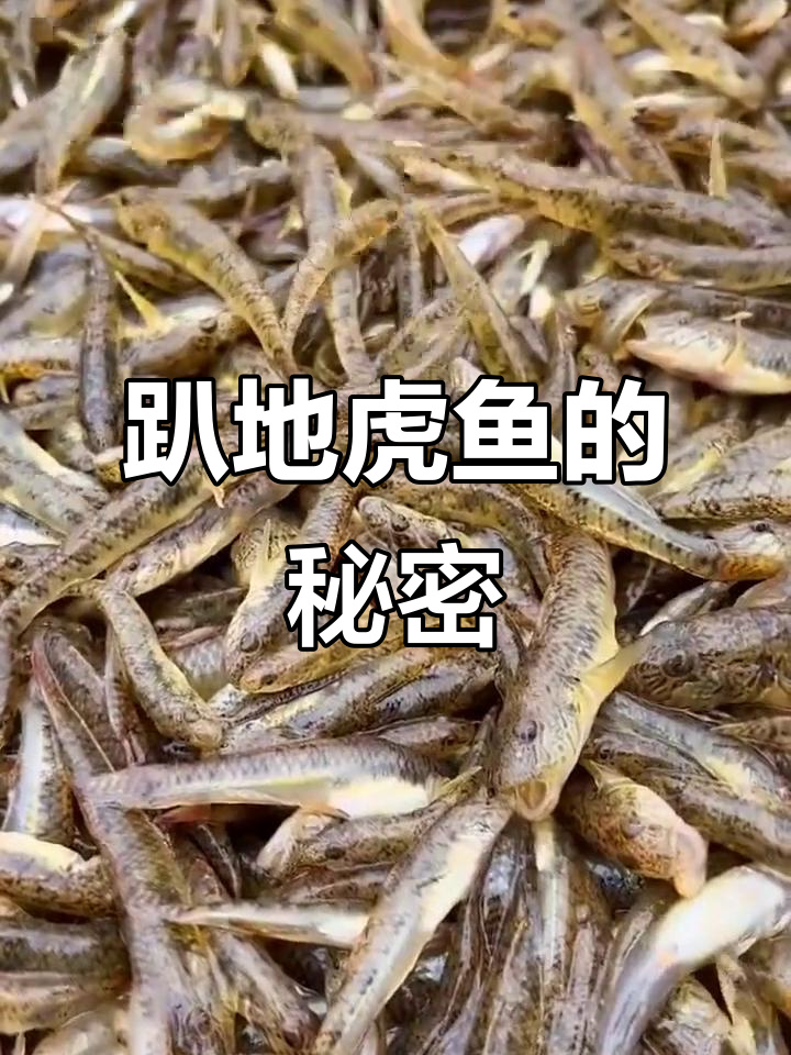 农村趴地虎鱼,隐藏在草丛中的神秘生物