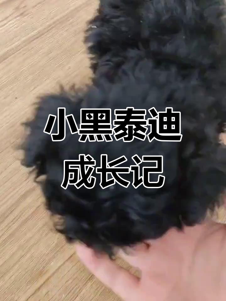 两个月大的黑泰迪,萌态十足