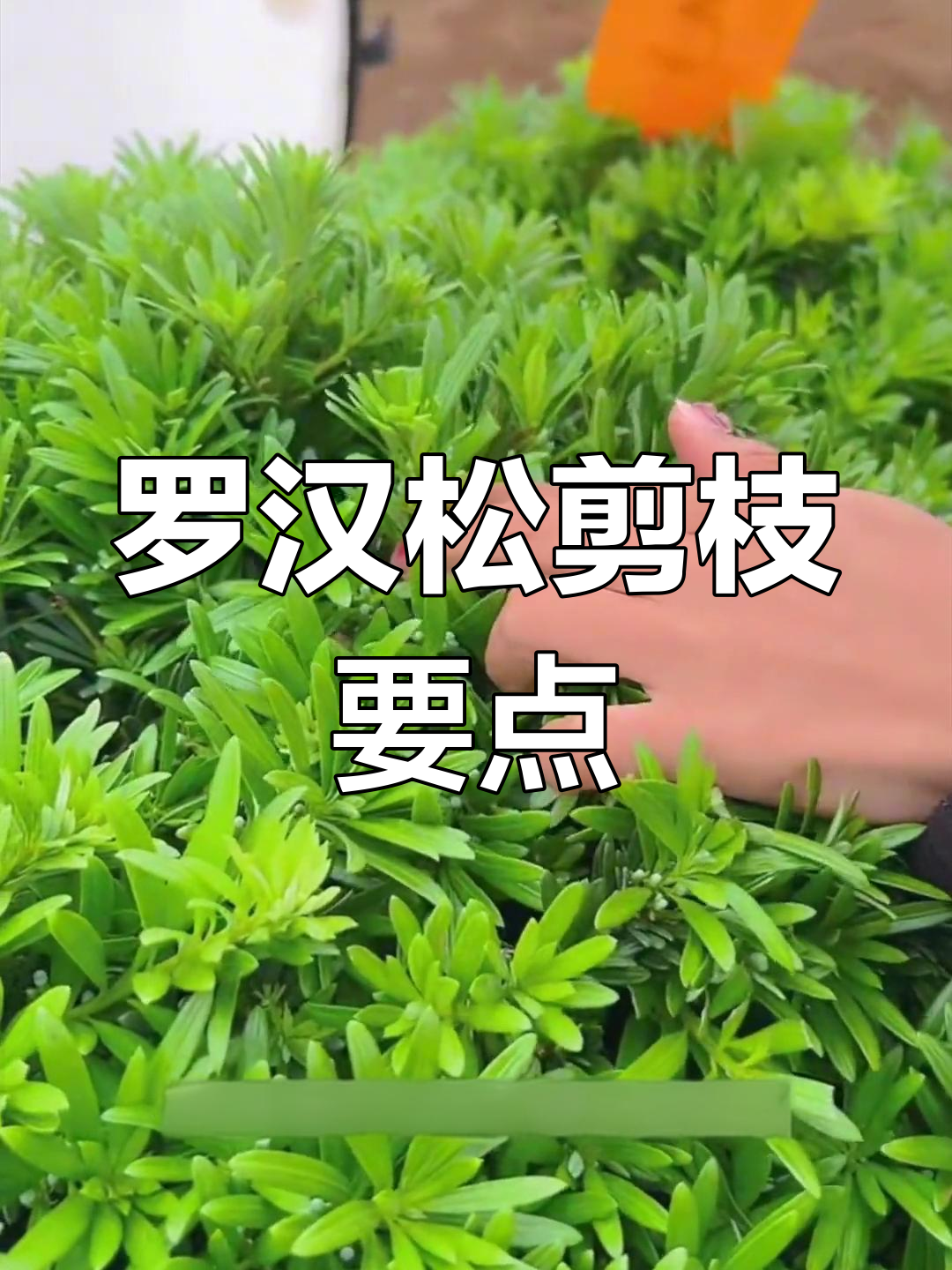 罗汉松叶面修剪技巧