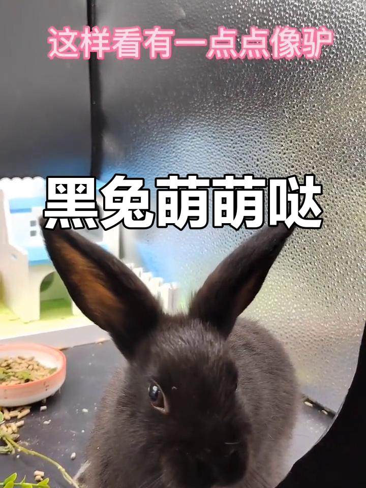 新买的黑兔,活泼又可爱,大耳朵超萌!
