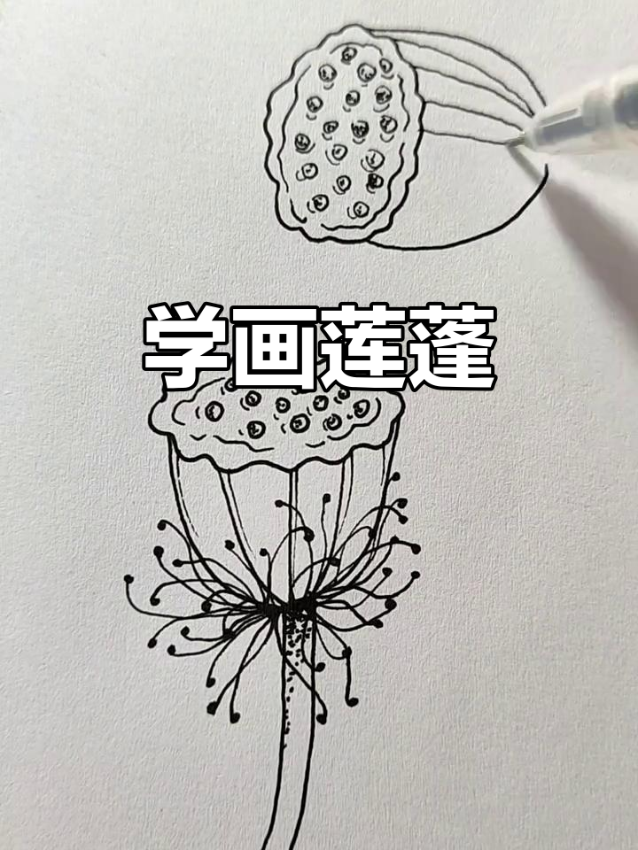 简单步骤教你画莲蓬,轻松上手!