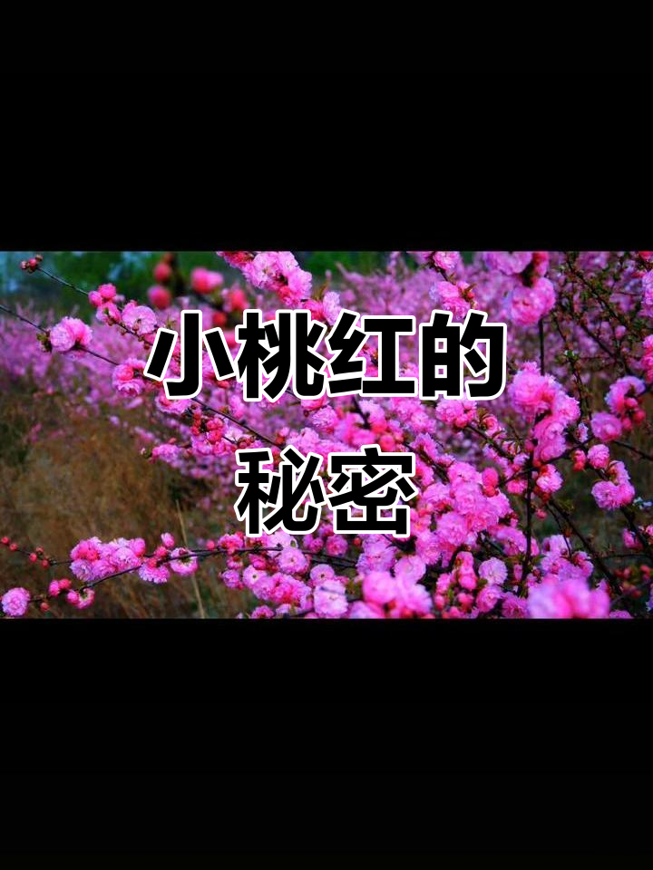 榆叶梅,别名小桃红,蔷薇科植物