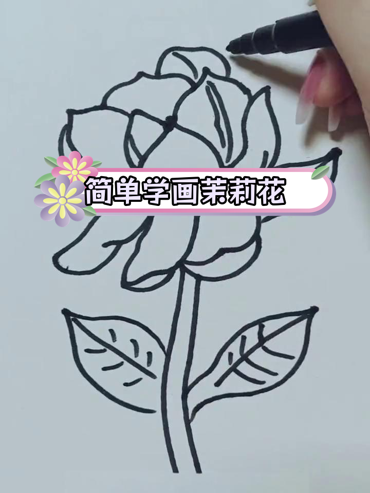 用勾线笔和彩铅绘制茉莉花